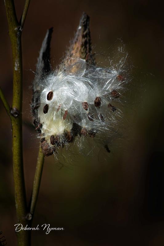 Glowing Milkweed Seeds