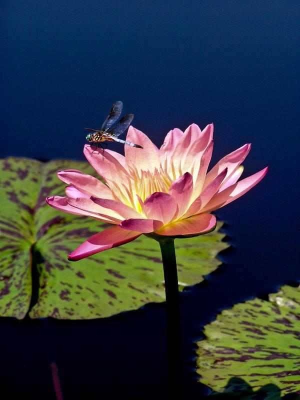 Waterlily with Dragonfly